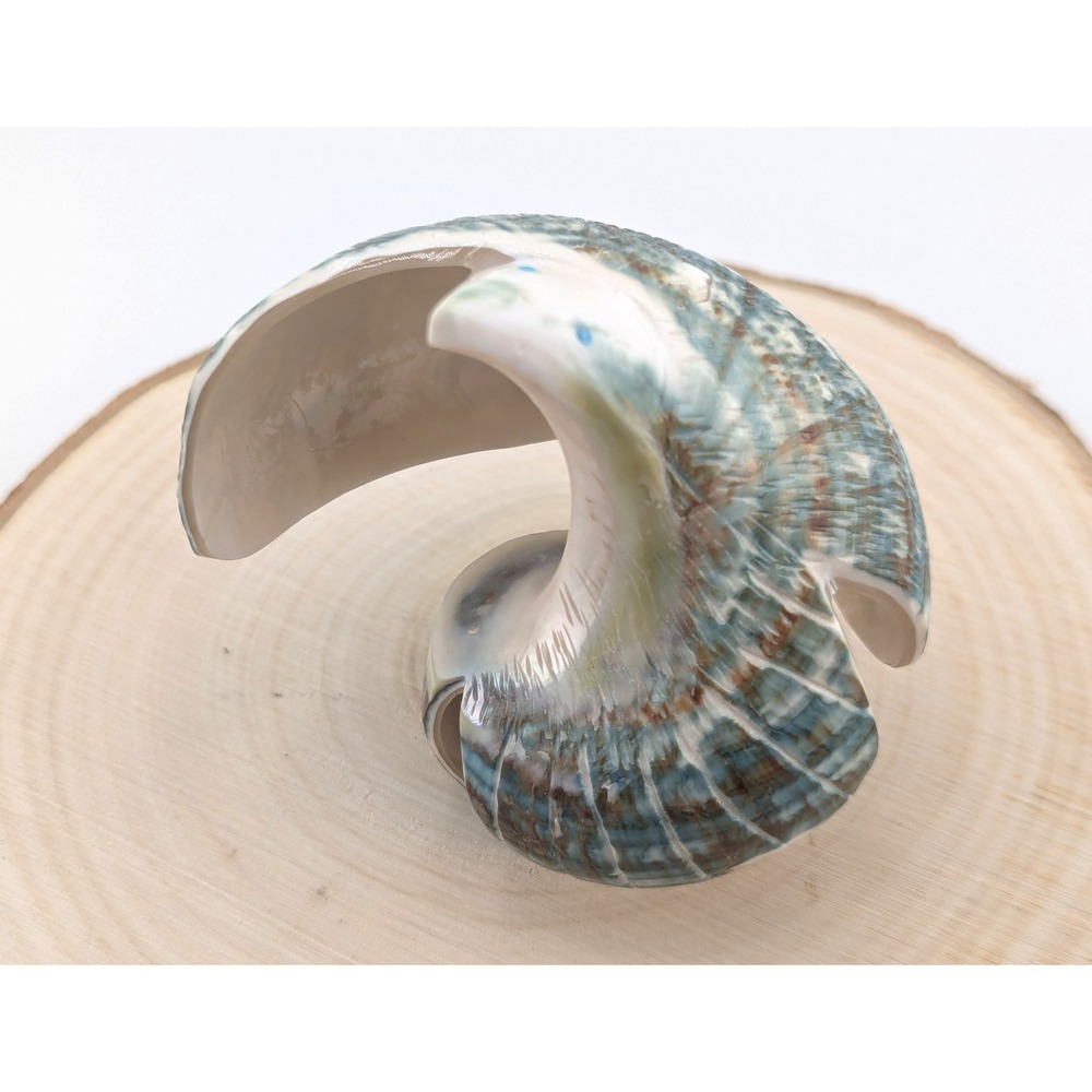 Zuni Animal Fetish - Green Snail‎ Shell Signed Native American Spirit Animal - Picture 9 of 9